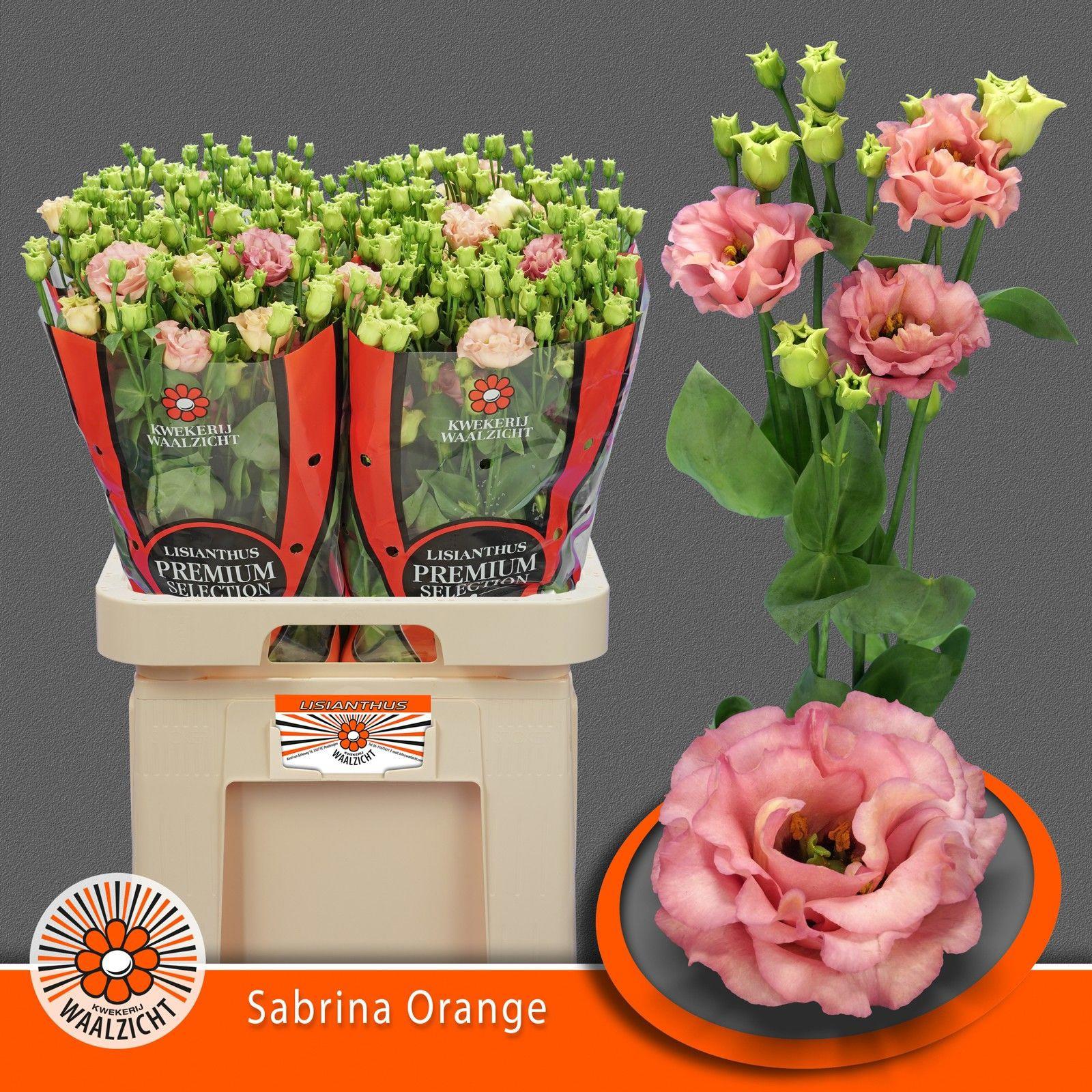 10x Eust.sabrina orange du 70cm