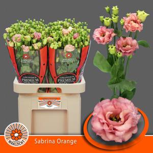 10x Eust.sabrina orange du 70cm