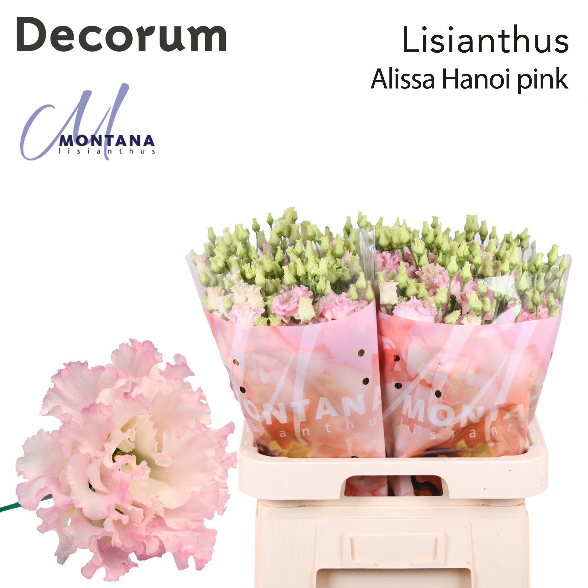10x Eust.alissa hanoi pink du 70cm