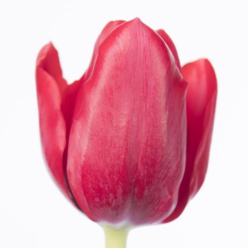 50x Tulipa ile de france en 40cm