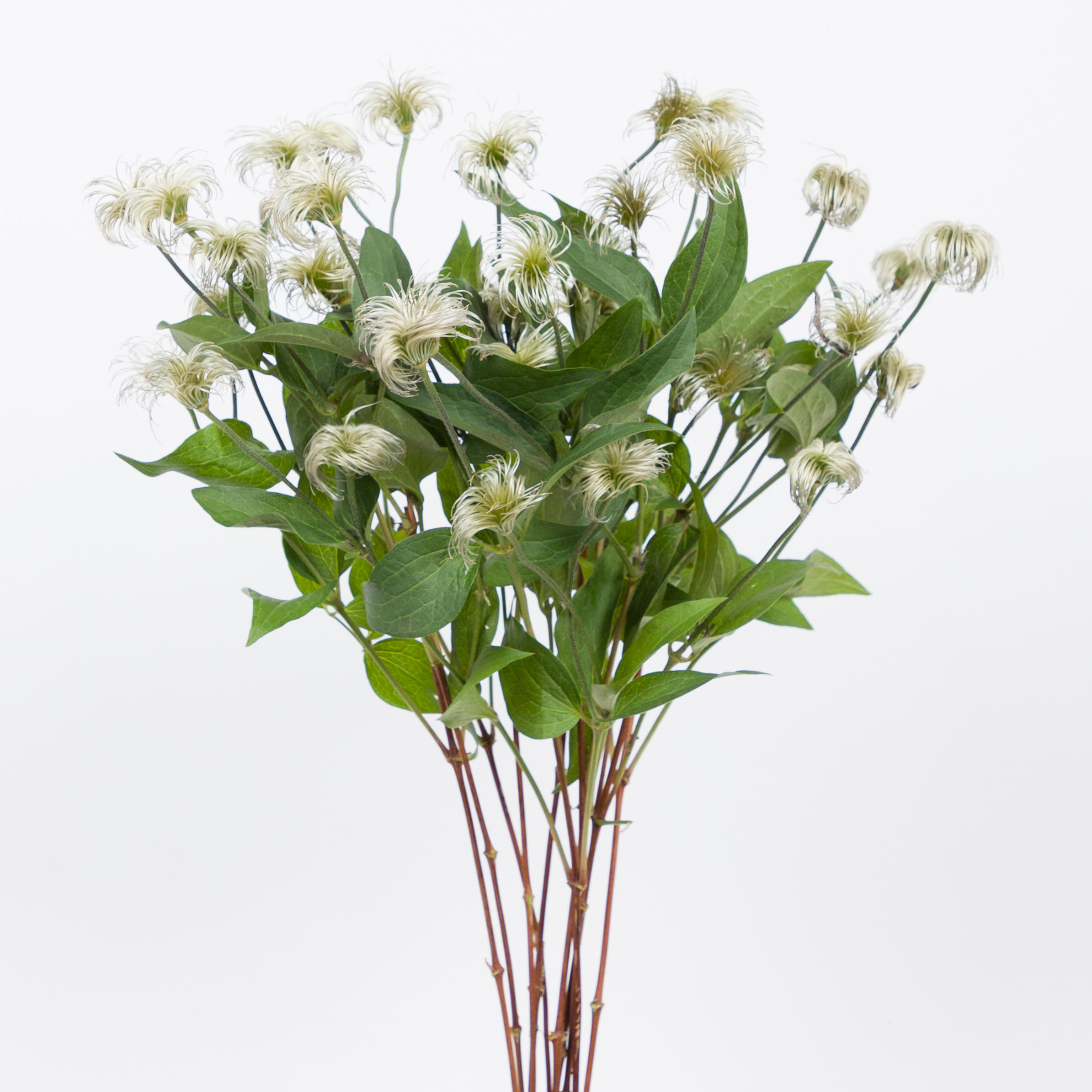 10x Clematis amazing kibo 60cm