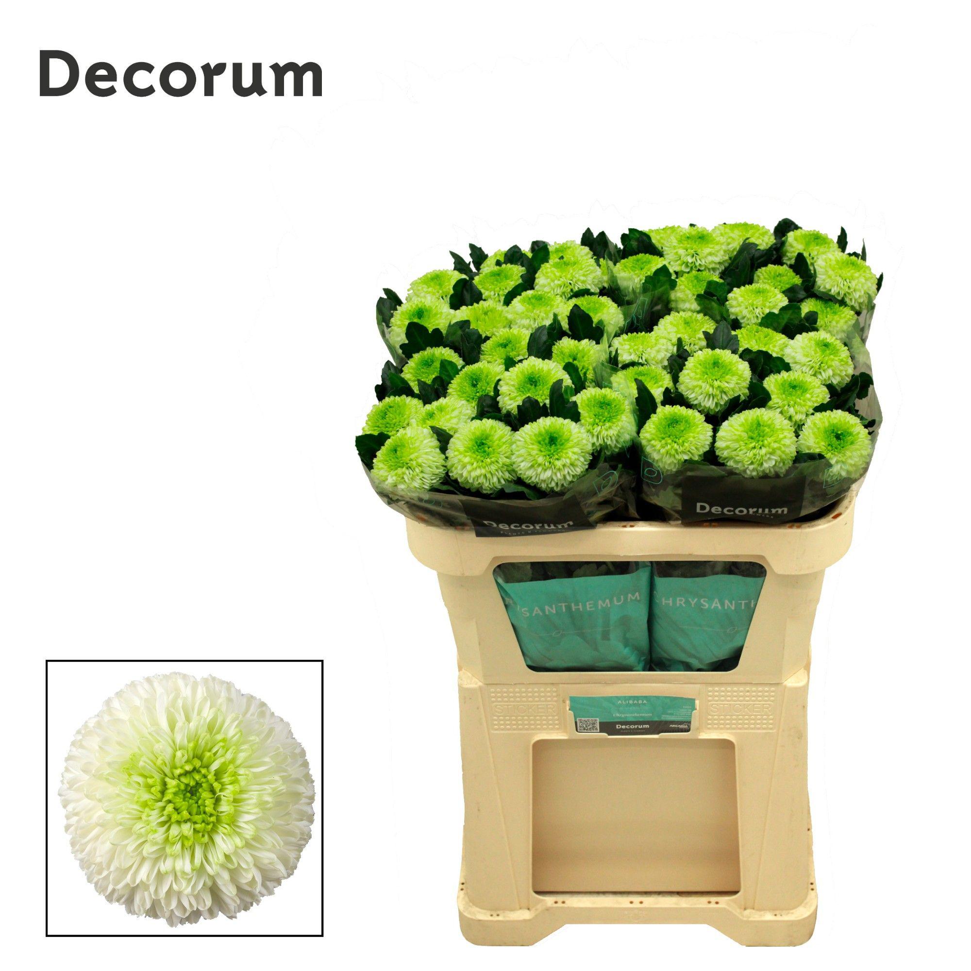 10x Chrysant alibaba 70cm