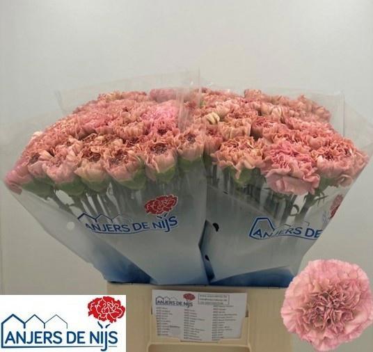 20x Dian.st.lege pink 60cm