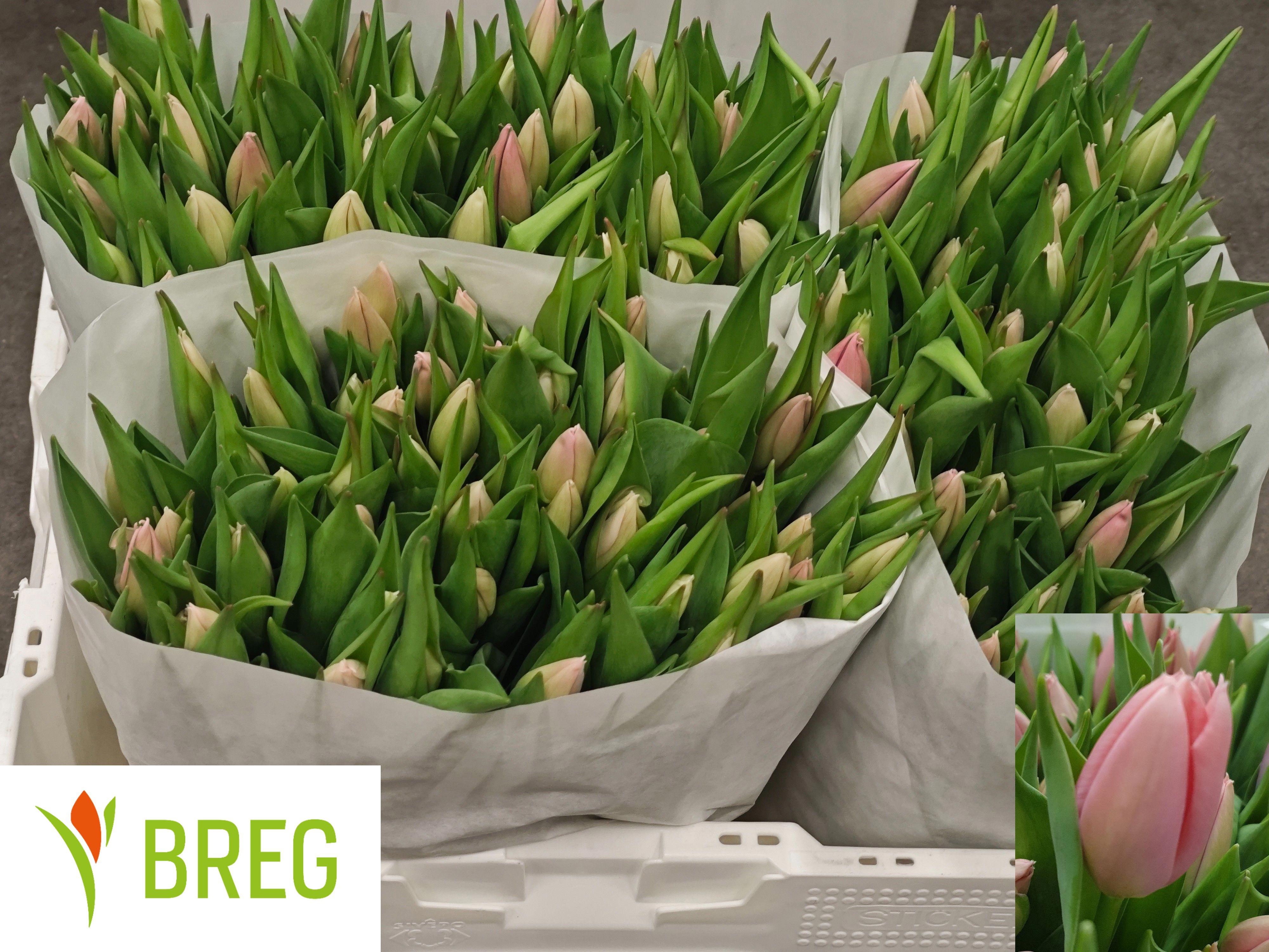 50x Tulipa big love en 30cm