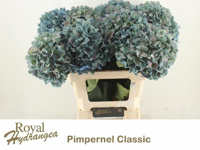 10x Hydr.pimpernel classic 60cm
