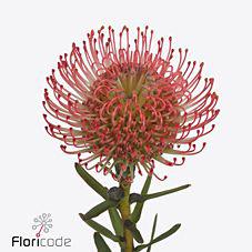 10x Leucos.ayoba pink 40cm