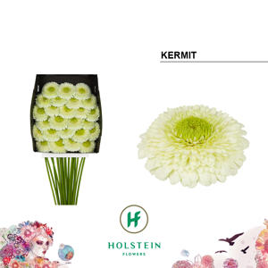 25x Germ.pomponi kermit 2.0 70cm
