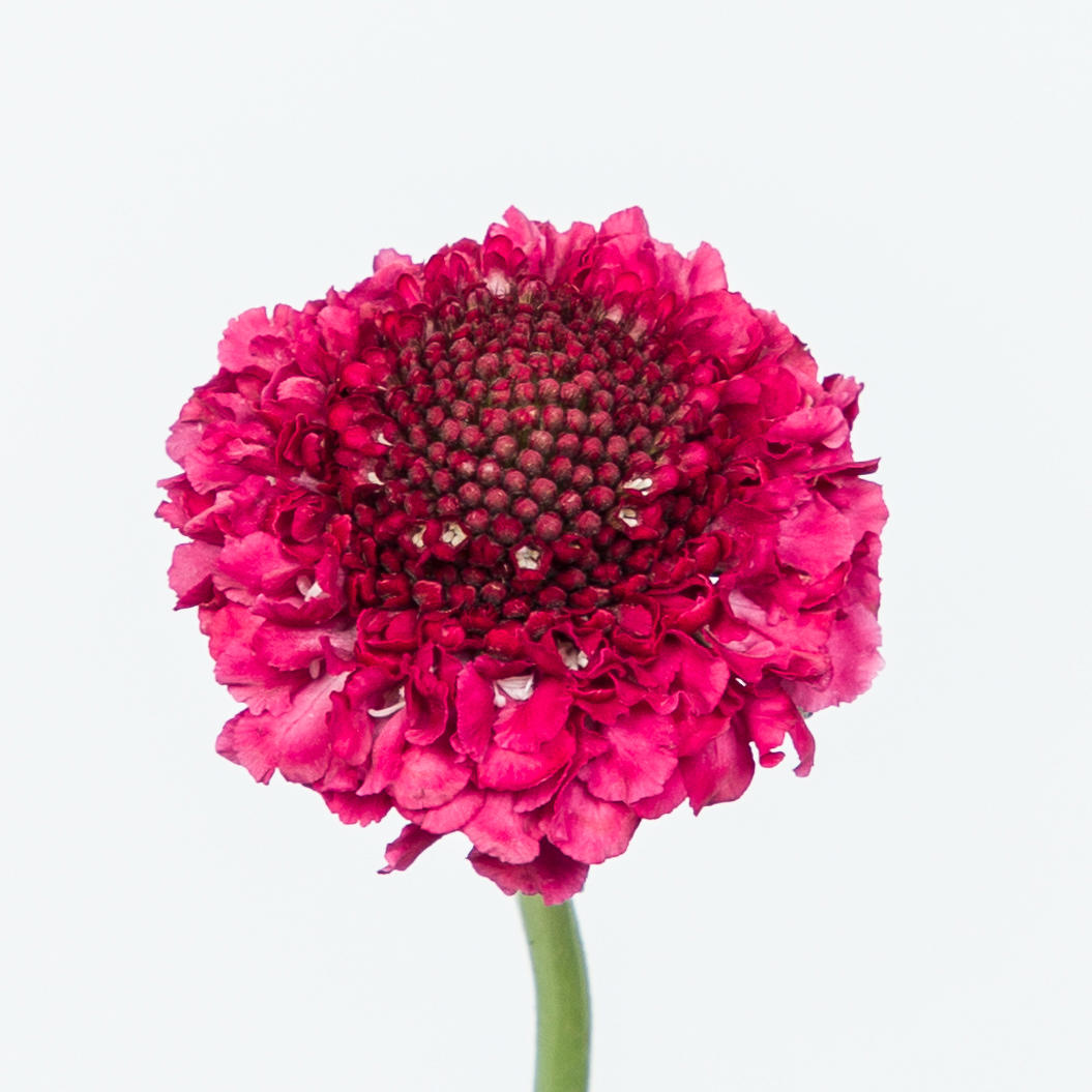 25x Scabiosa dark cherry scoop 60cm