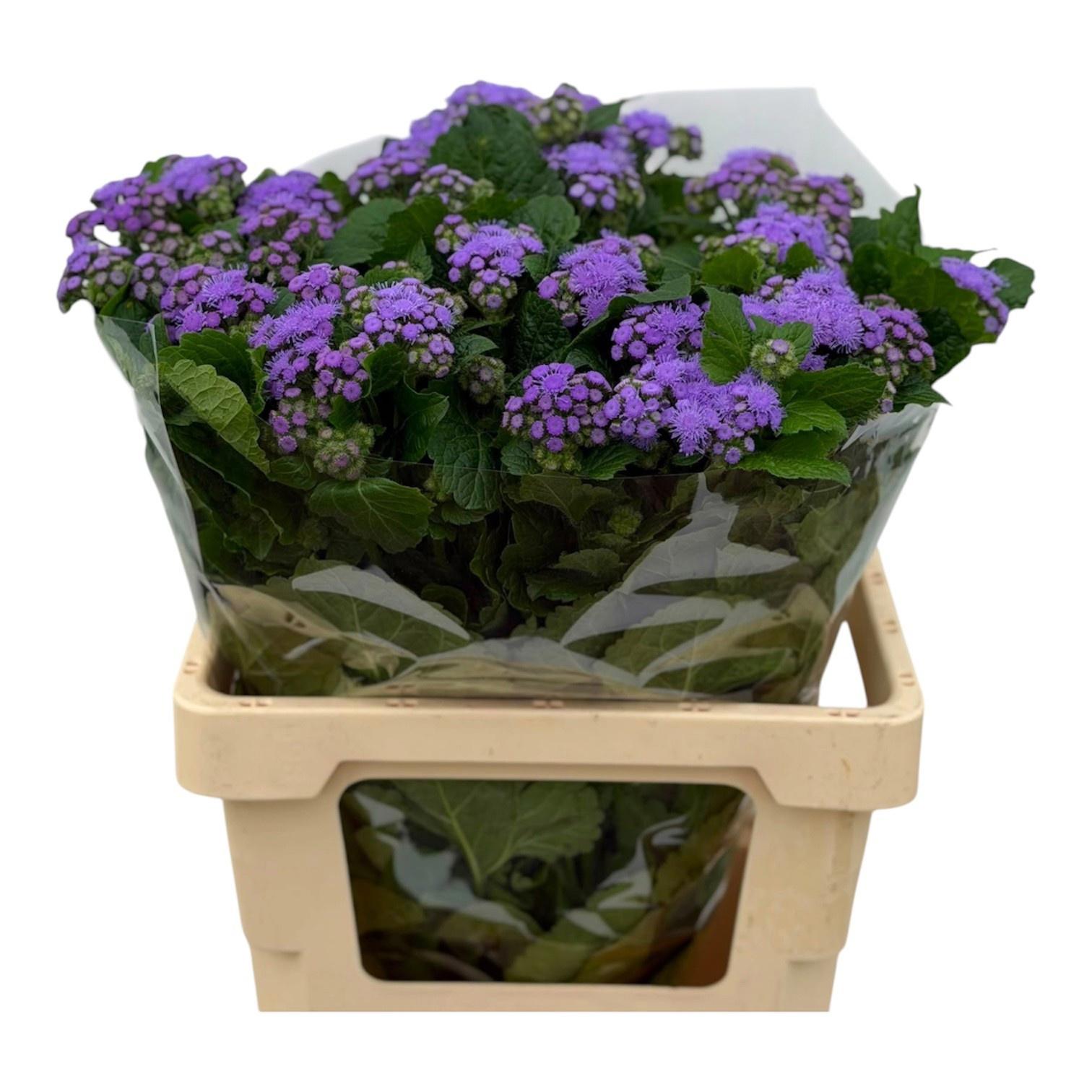 25x Ageratum blue planet 60cm
