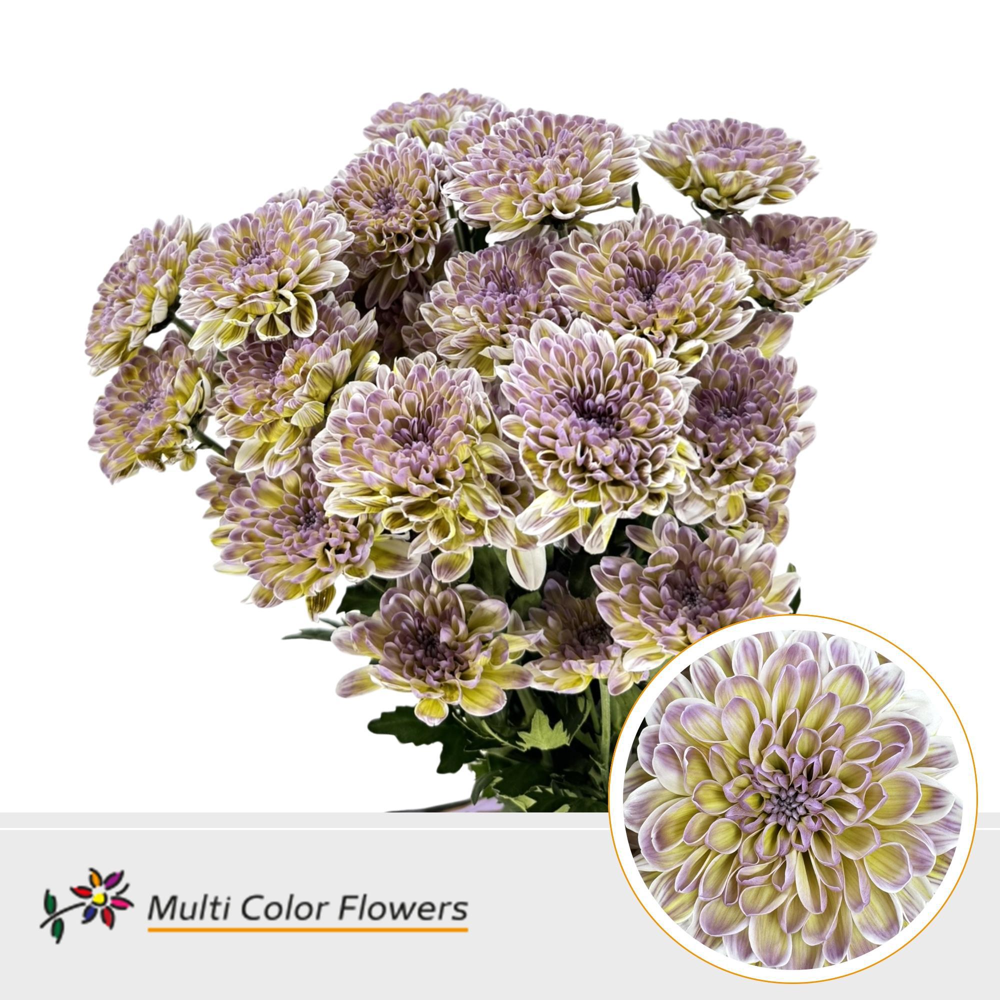 10x Chrysant altaj pistache 60cm