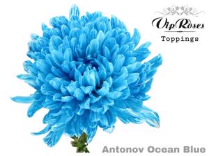 20x Chrysant antonov ocean blue 60cm