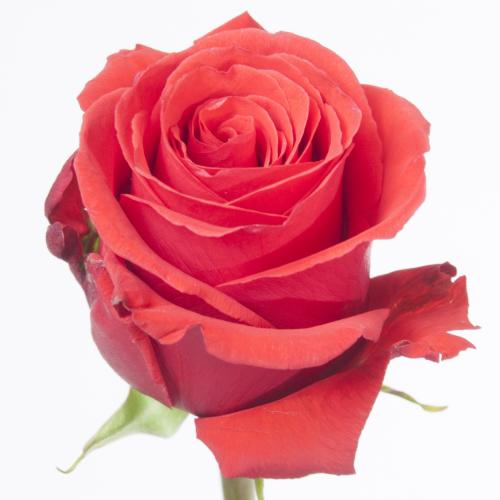 25x Rosa nina 50cm
