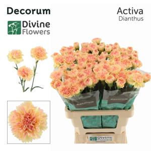 20x Dian.st.activa 60cm