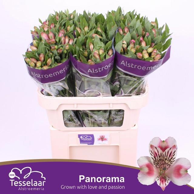 10x Alstroemeria panorama 70cm