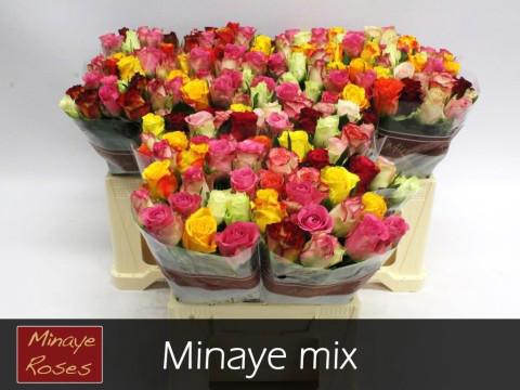 60x Rosa rainbow minaye 40cm
