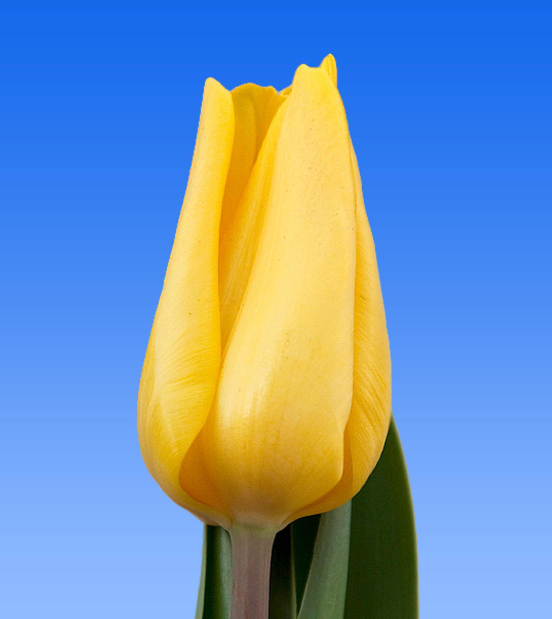 50x Tulipa strong gold en 40cm