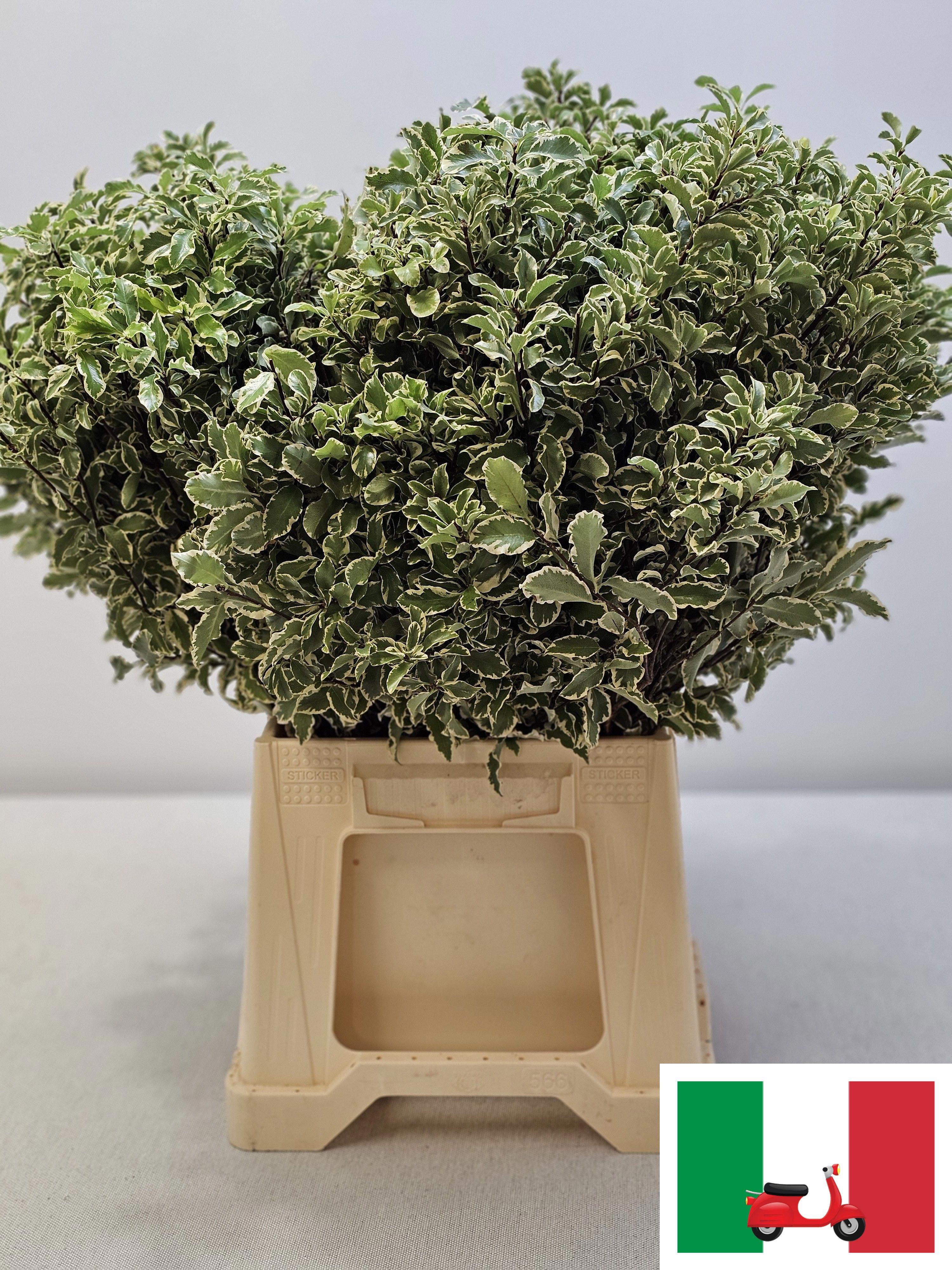 10x Sg pittosp.nigra 50cm