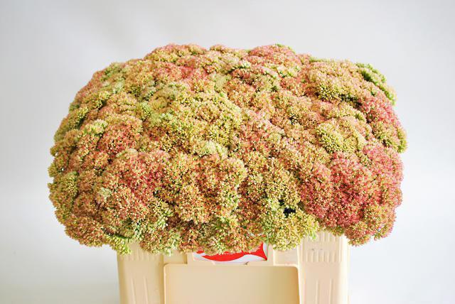 25x Sedum spectabile bloeiend 50cm