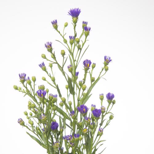 25x Aster casamare 70cm