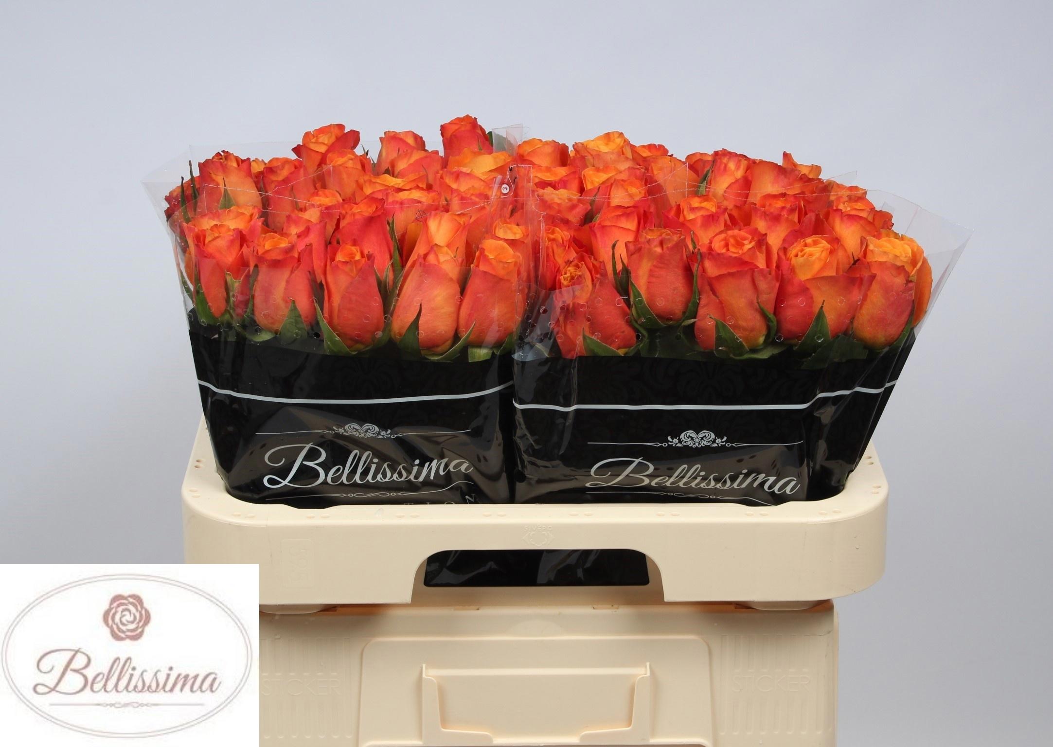 20x Rosa confidential 60cm