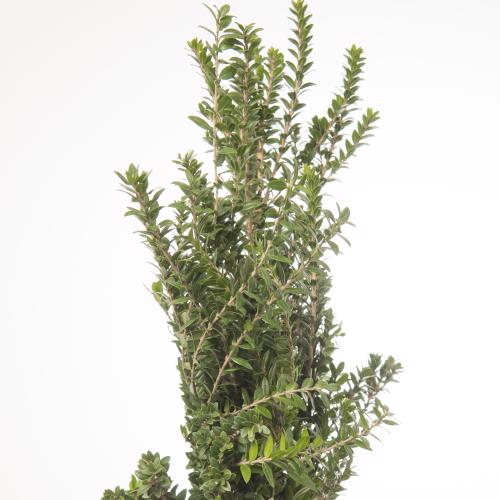 5x Sg myrtus tarantino 50cm
