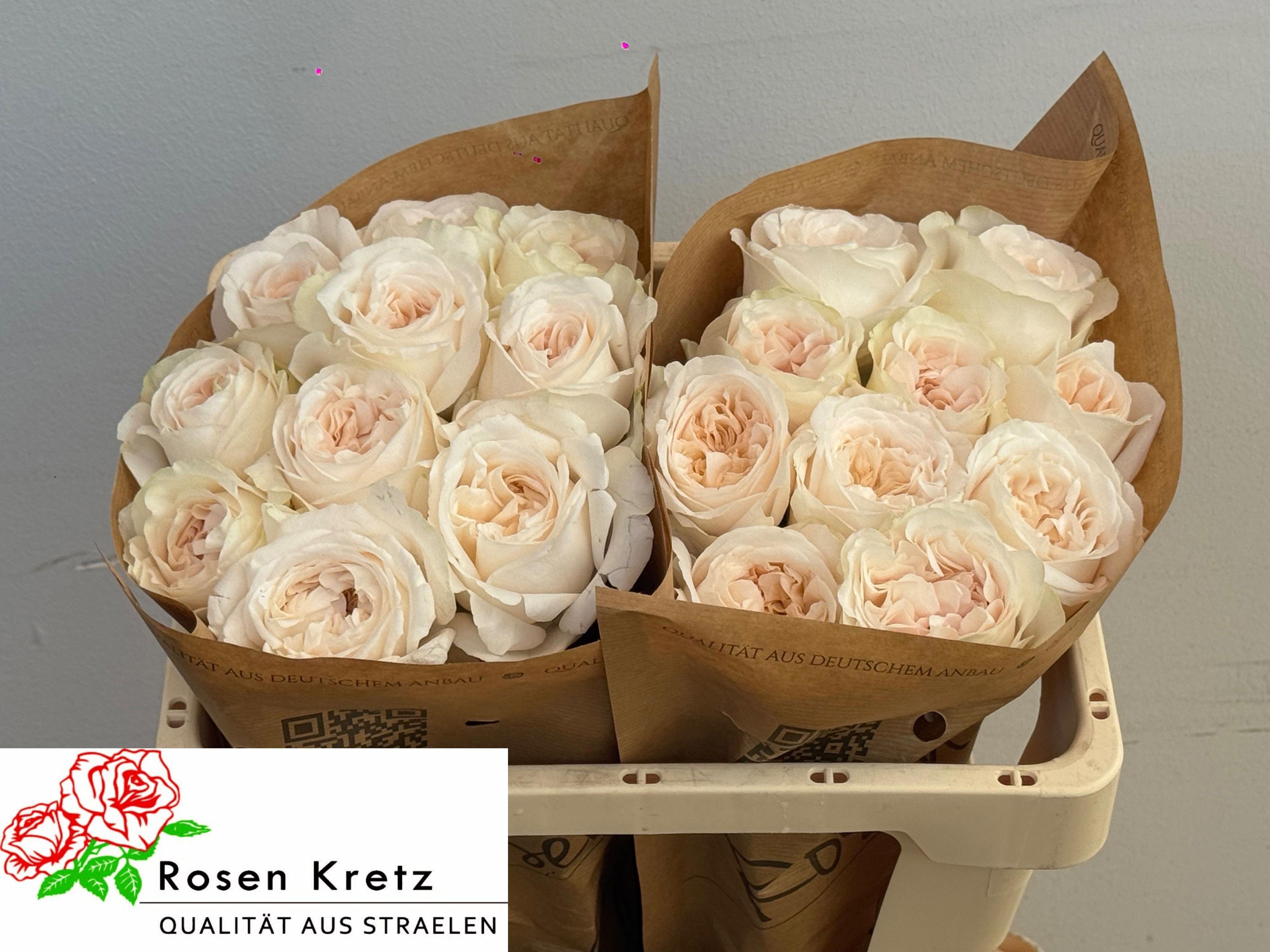 10x Rosa montery! 50cm
