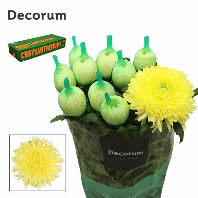 10x Chrysant magnum yellow g 70cm