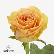 20x Rosa milan 70cm