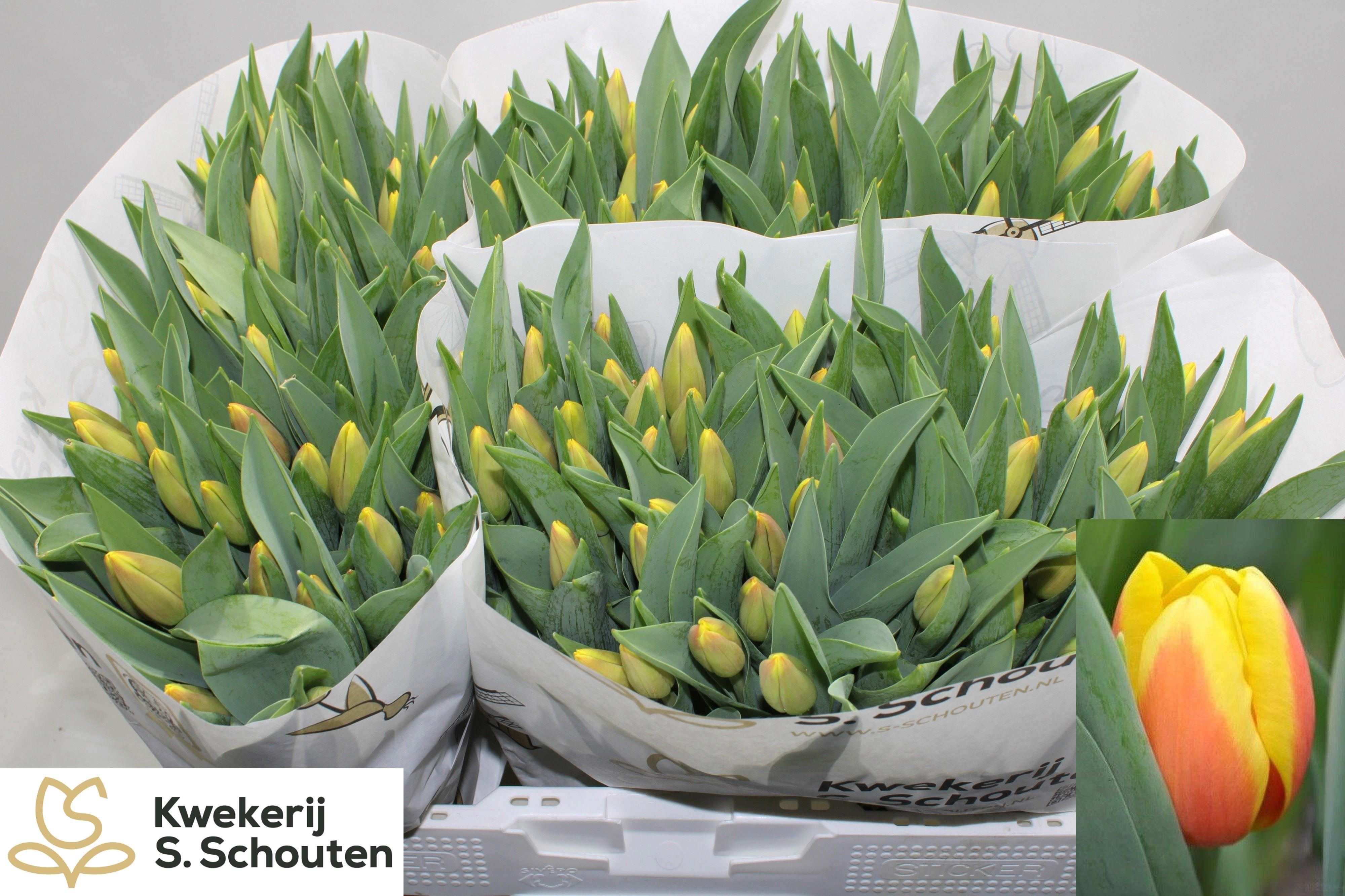 50x Tulipa ms li en 40cm