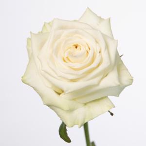 10x Rosa dolomiti 60cm