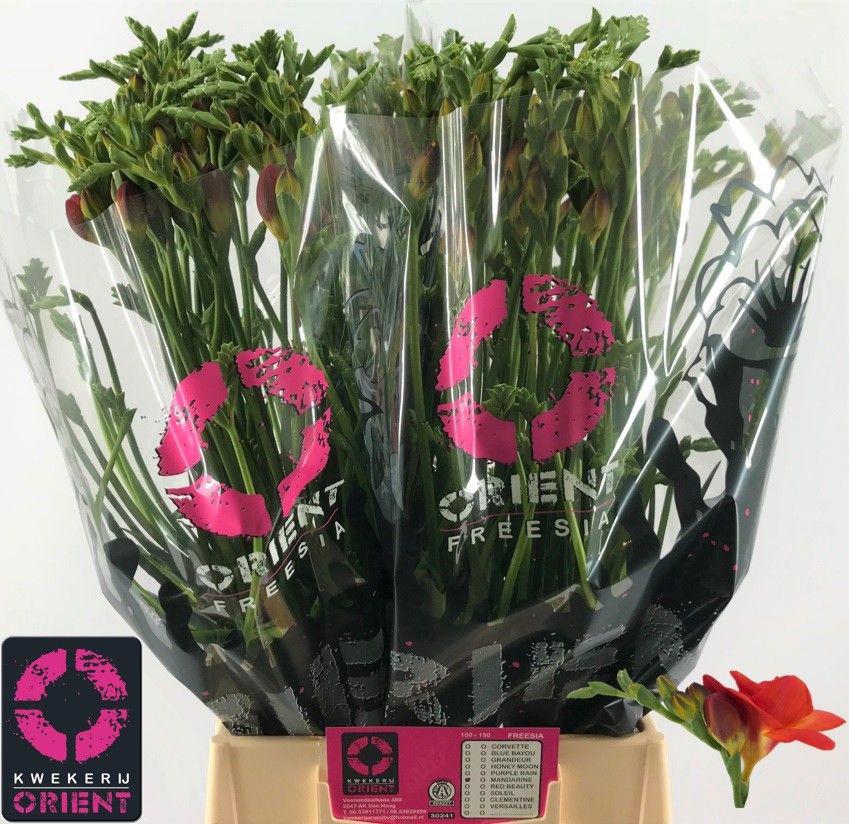50x Freesia mandarine du 50cm