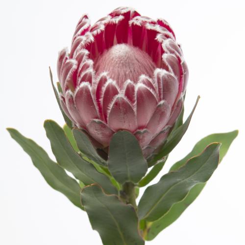 5x Prot.compacta pink lady 40cm