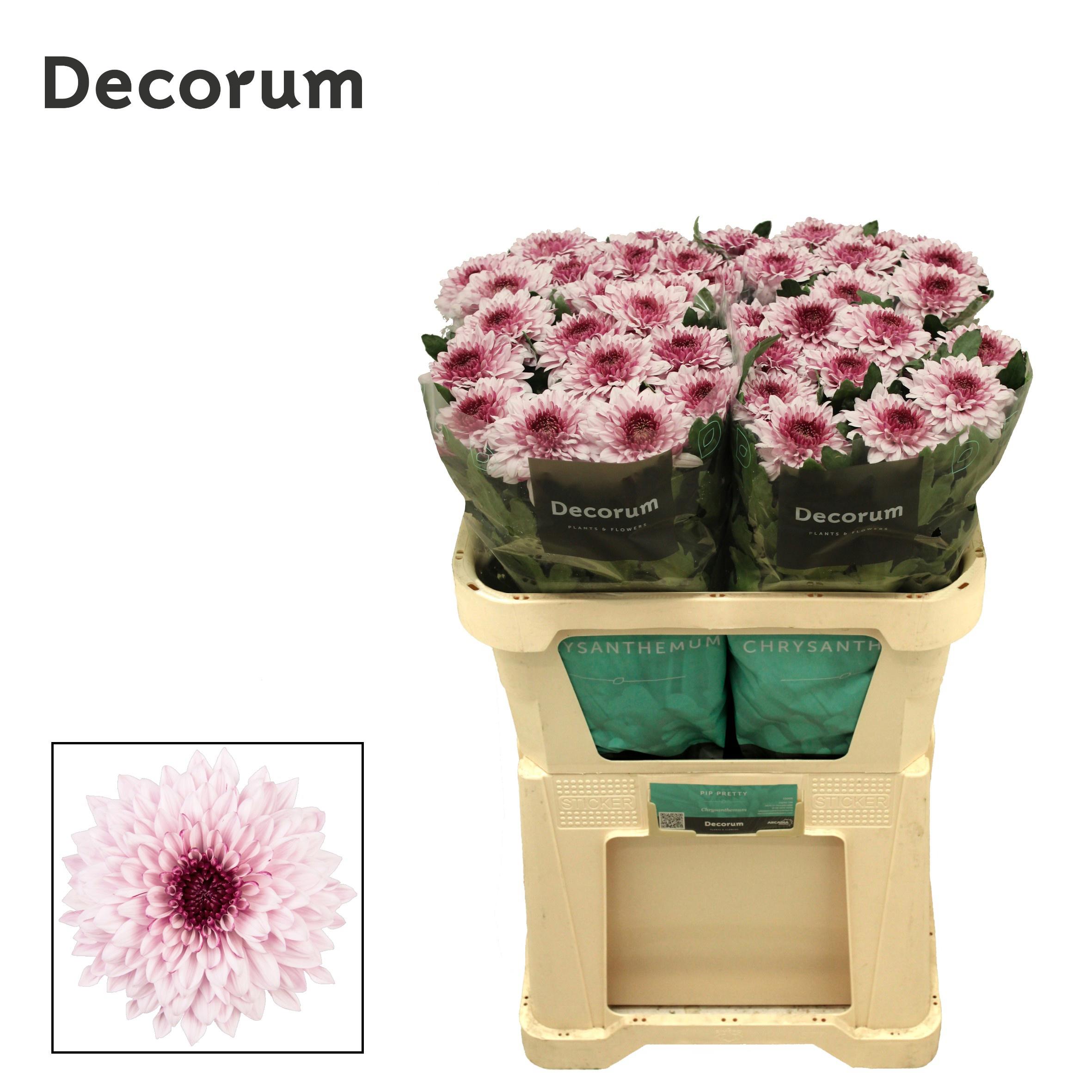 10x Chrysant pip pretty 70cm