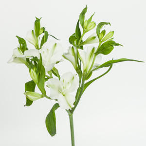 10x Alstroemeria flor.charmelia blanca 70cm
