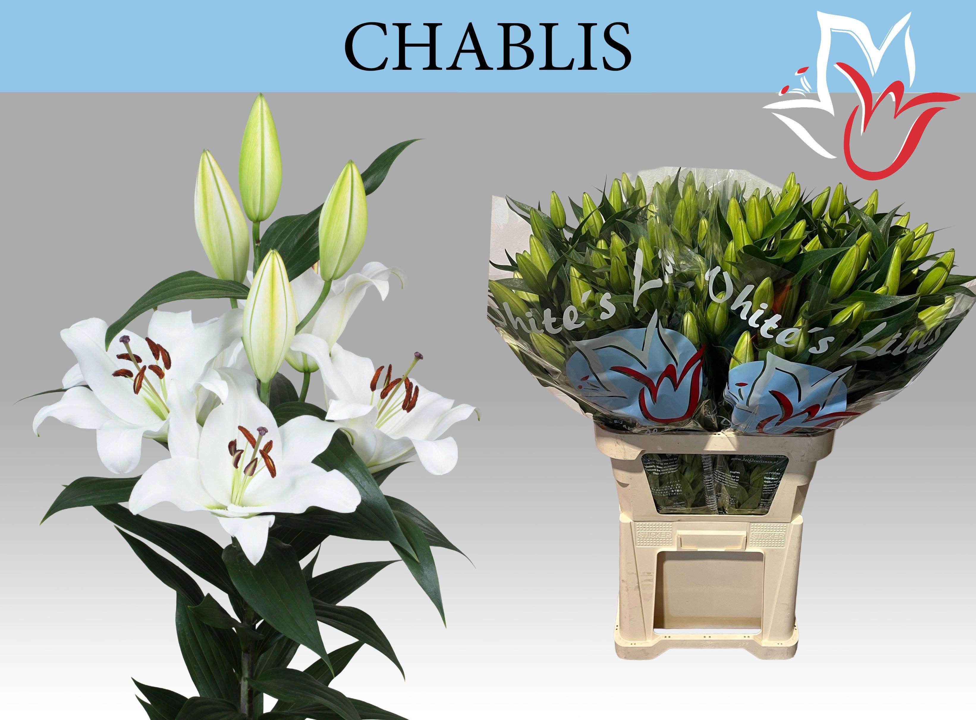 10x Lil.chablis 80cm