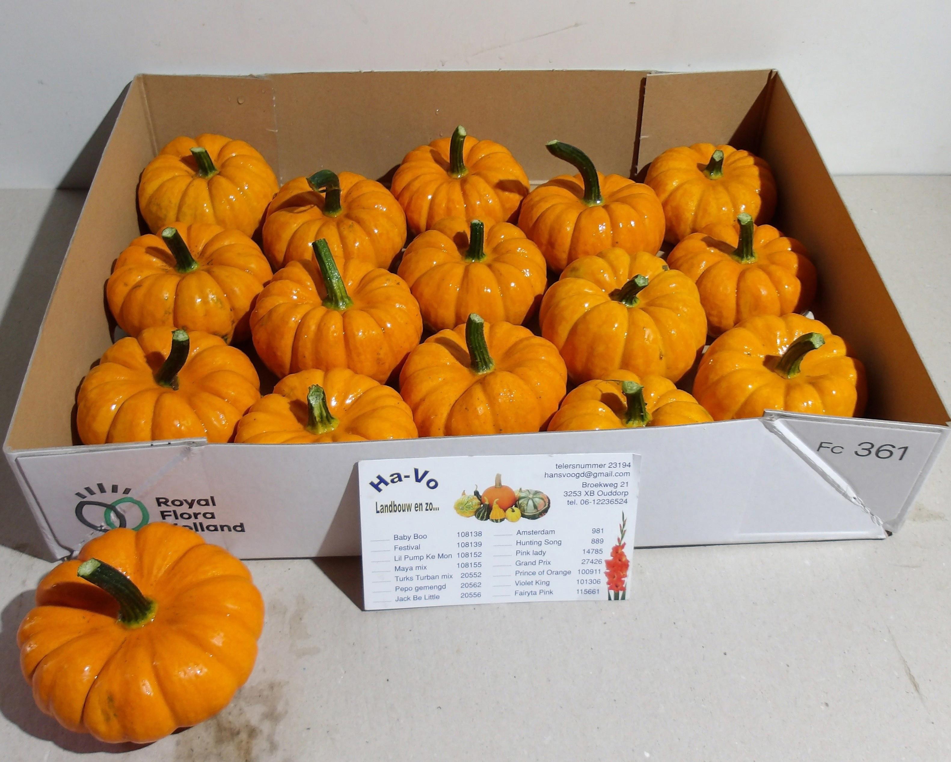 15x Sf cucurbita jack be little