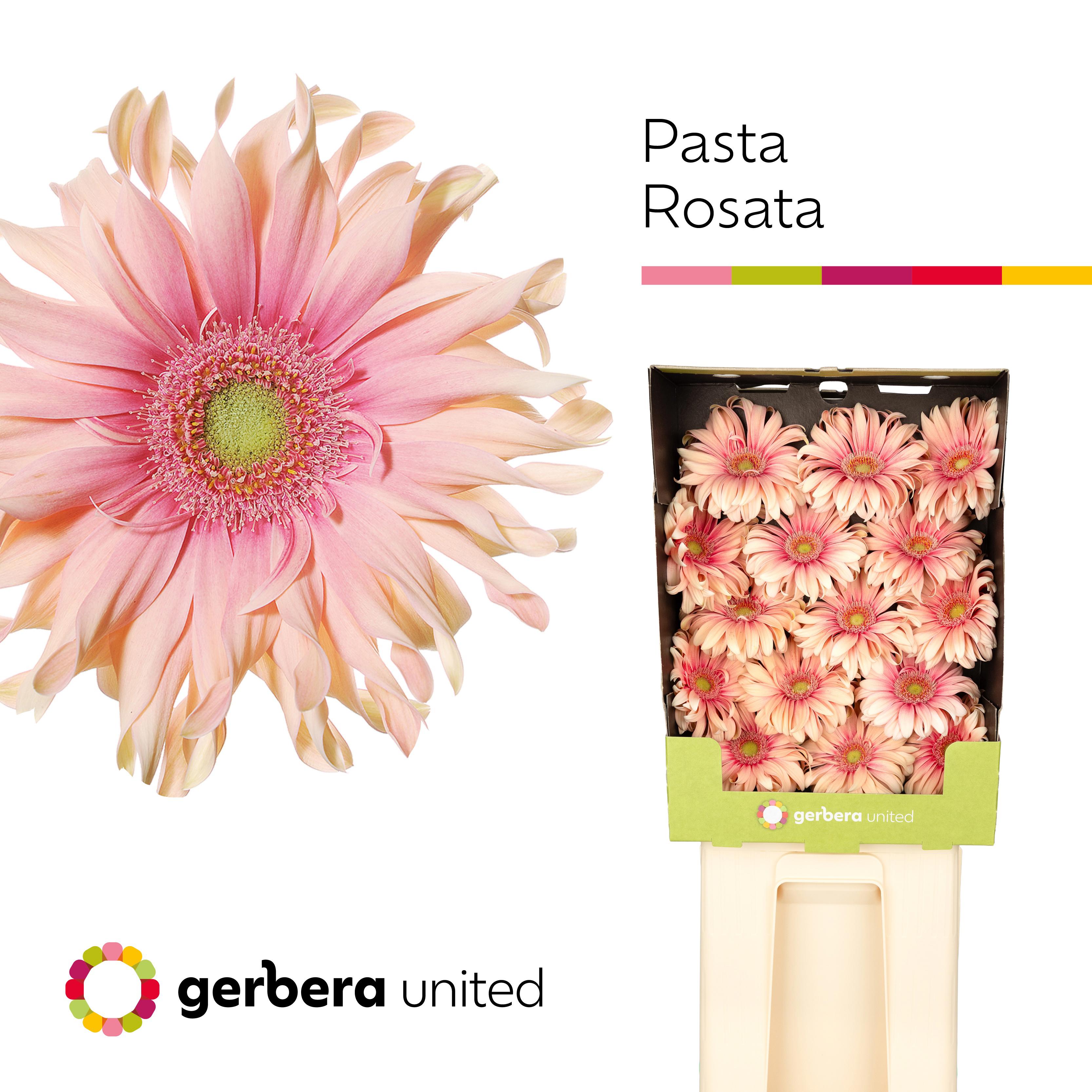 15x Gerb.pasta rosata 70cm