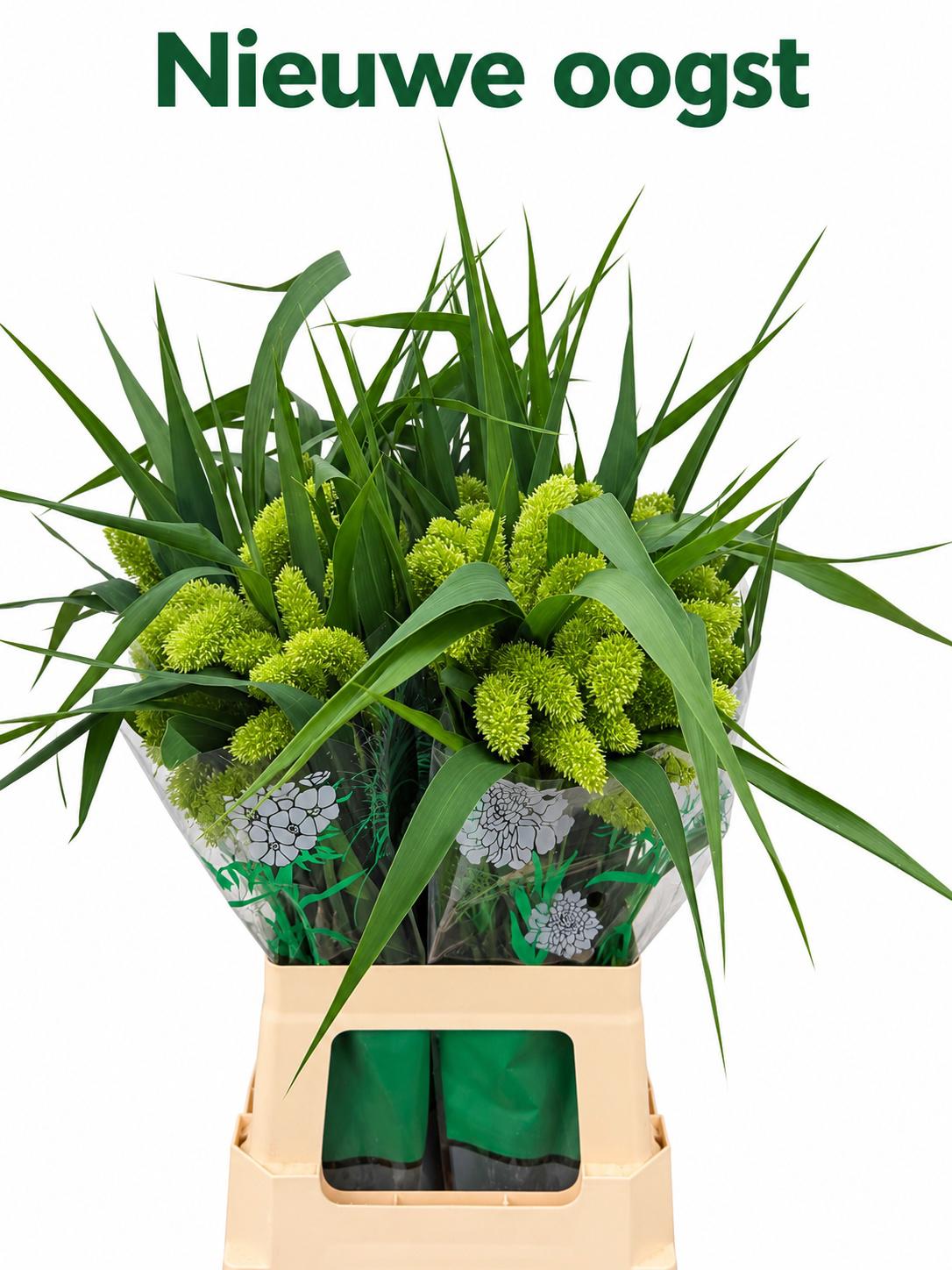 50x Gs setaria volle melk 60cm