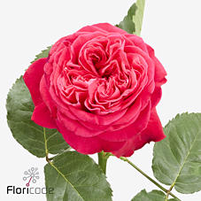 10x Rosa girlfriend 40cm