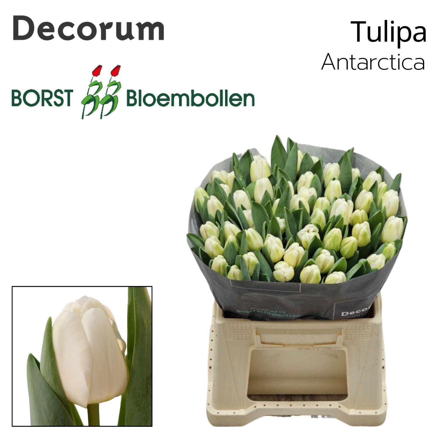 50x Tulipa antartica en 40cm