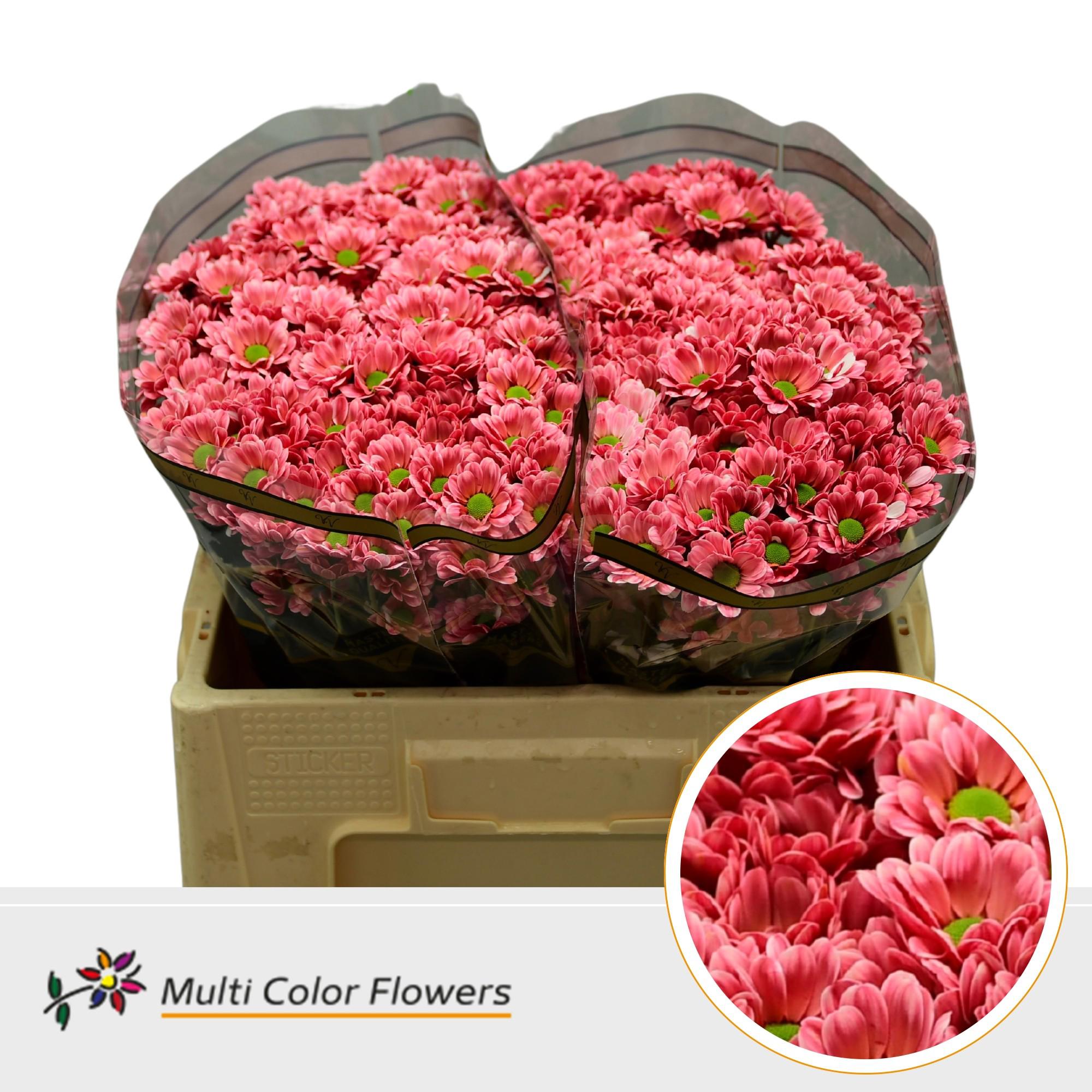 50x Chrysant san. bowie rood 50cm
