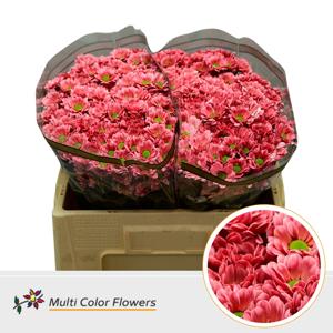 50x Chrysant san. bowie rood 50cm