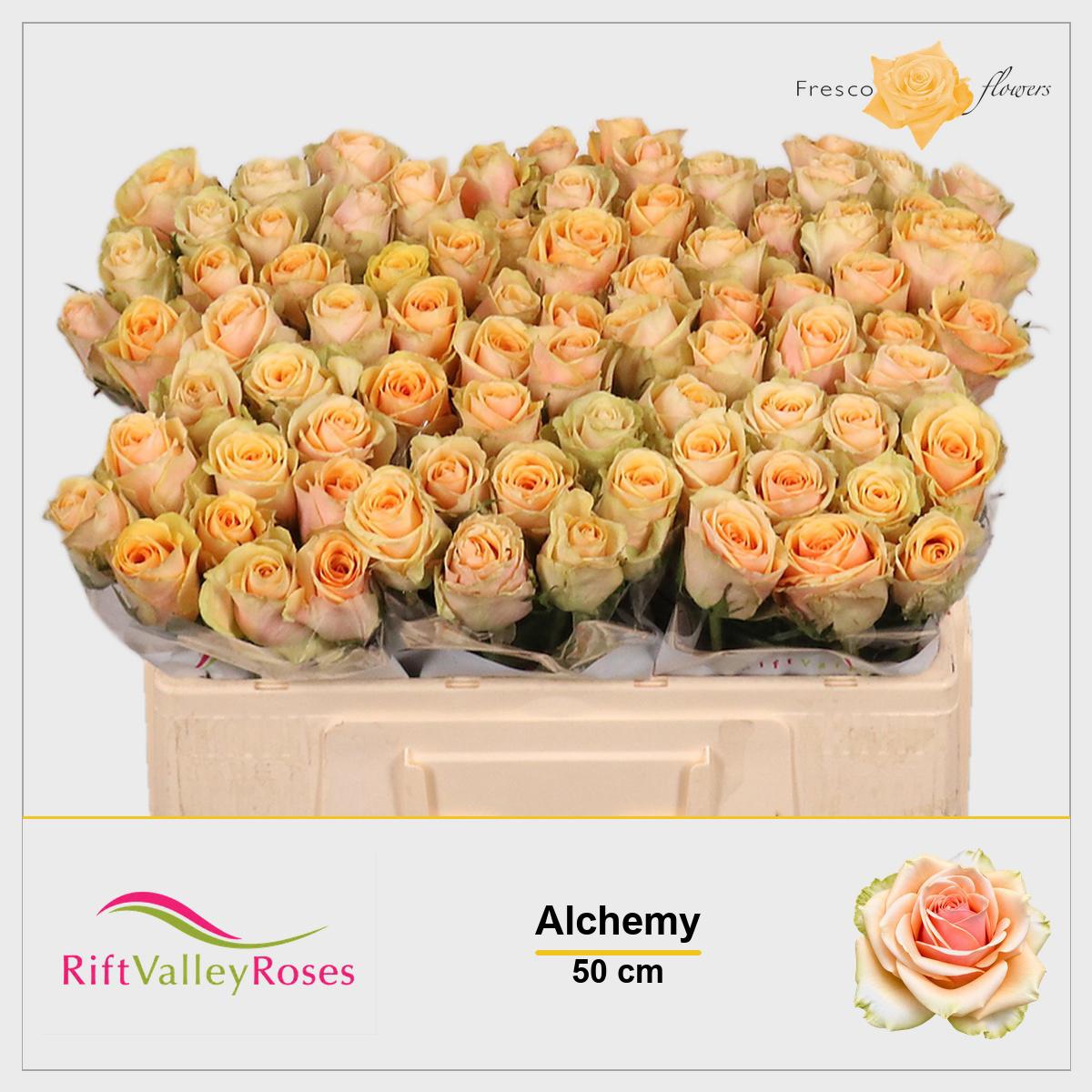 20x Rosa alchemy 50cm