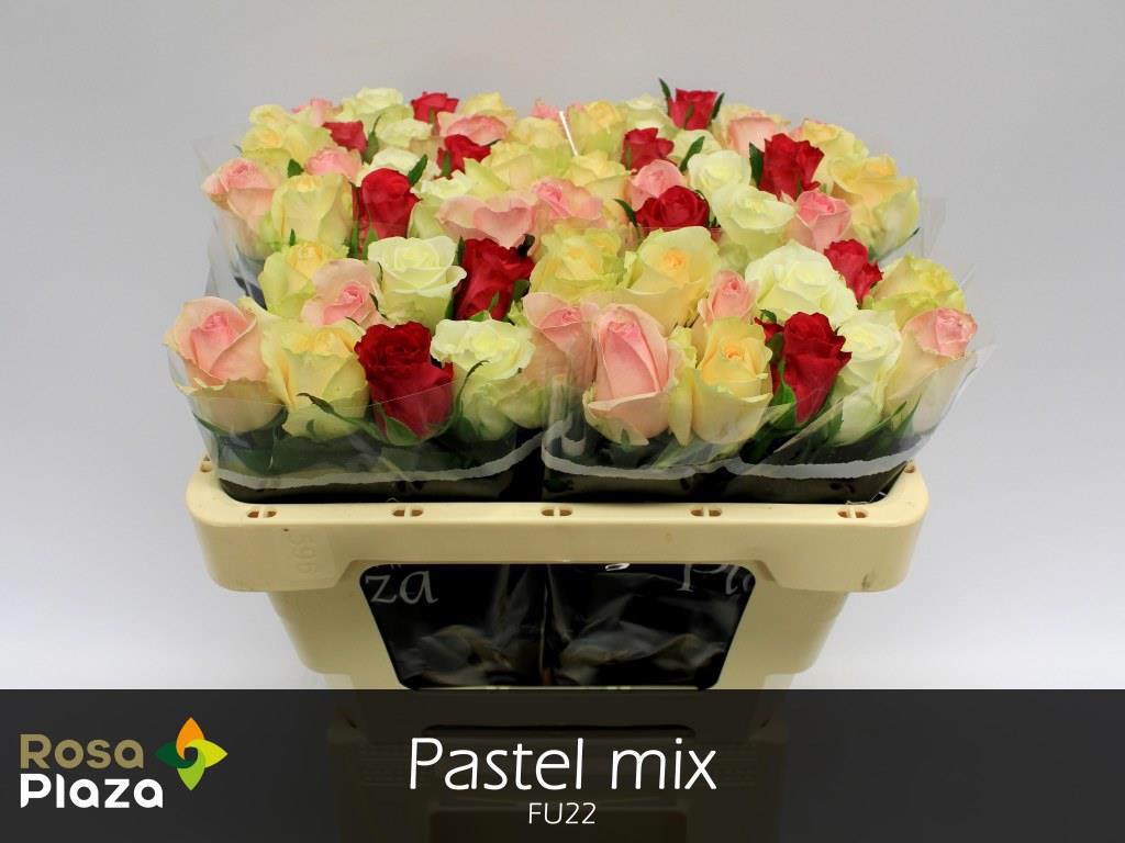 20x Rosa mix vast pastel ammerlaan 50cm