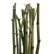 10x Tk polygonum 80cm