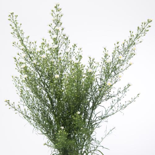 25x Aster monte cassino 80cm