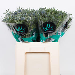 10x Eryngium orion questar 70cm