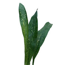 5x Sg aspidistra milky-way(zak) 50cm