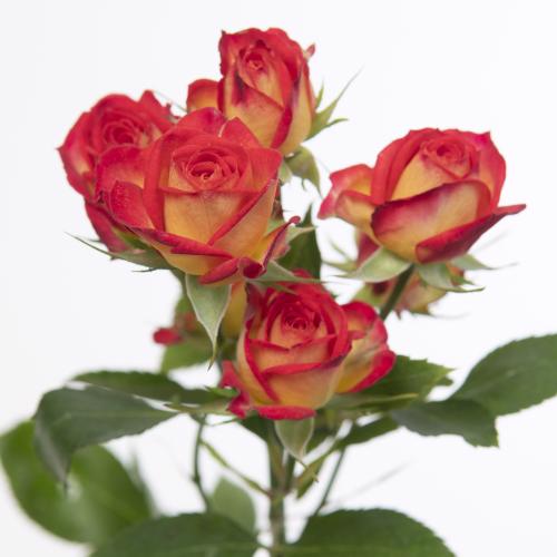 10x Rosa summer dance 50cm