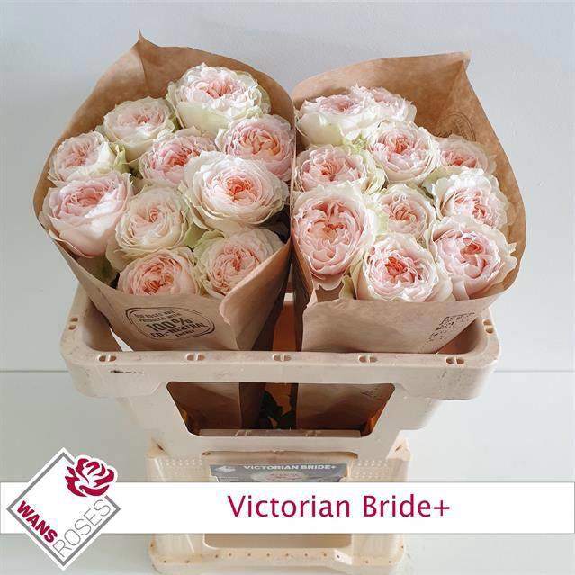 10x Rosa victorian bride+ 50cm